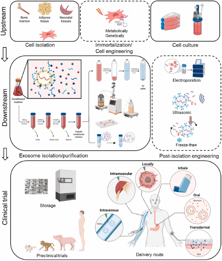 Extracellular Vesicle丨程柯、Kalluri团队最新发布外泌体临床转化和商业化指南