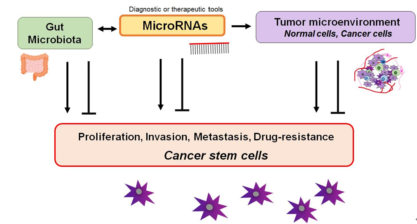 【Innovation Discovery】综述：MMPs和TIMPs的相关miRNAs与肠道微生物群可能参与恶性肿瘤侵袭和转移