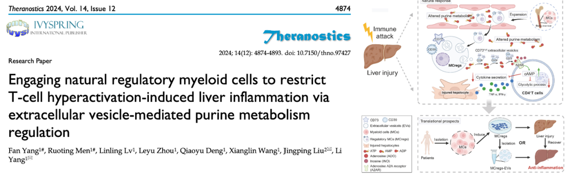 Theranostics｜四川大学华西医院杨丽/刘敬平教授团队：天然髓系细胞来源细胞外囊泡调控代谢转换缓解肝脏炎症