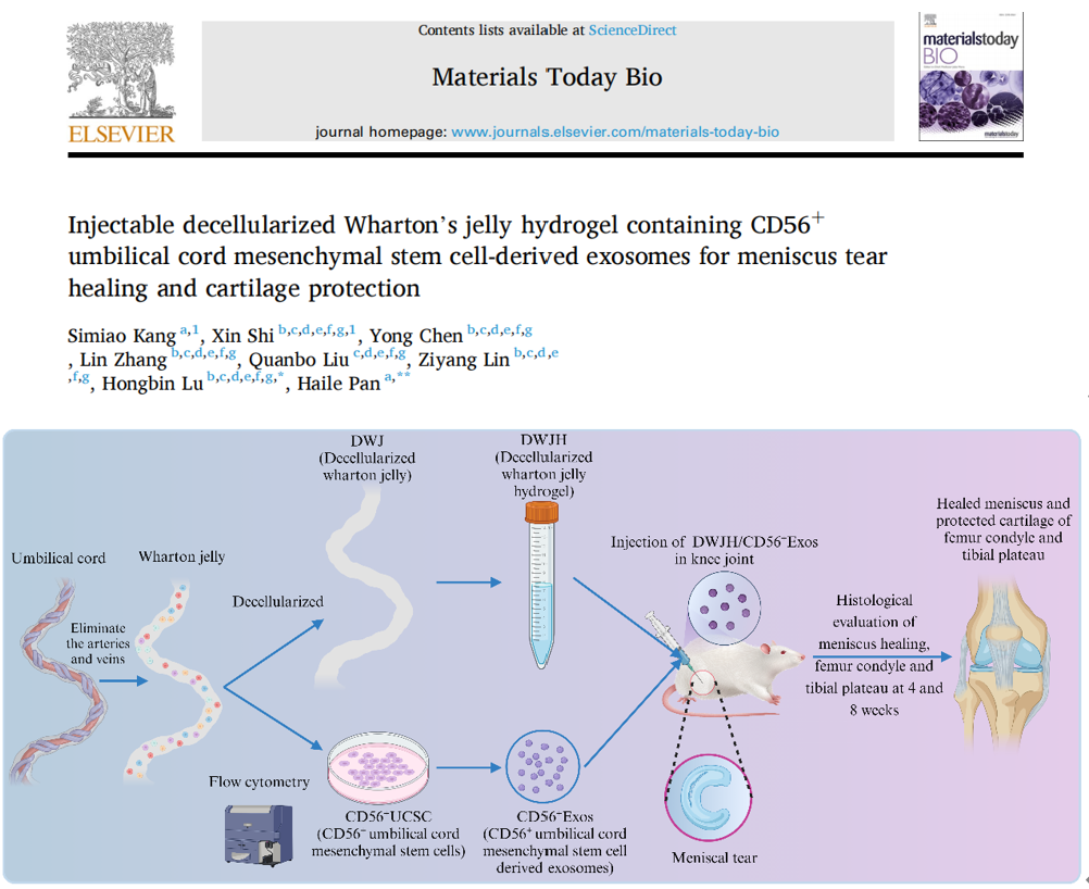 Materials Today Bio｜哈医大附二院潘海乐/湘雅医院吕红斌：脱细胞华通氏胶负载UCSCs外泌体调节半月板损伤修复