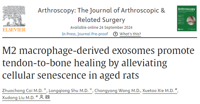 Arthroscopy｜上海市第六人民医院刘旭东教授团队：M2巨噬细胞来源的外泌体通过减轻老年大鼠的细胞衰老促进肩袖腱骨愈合