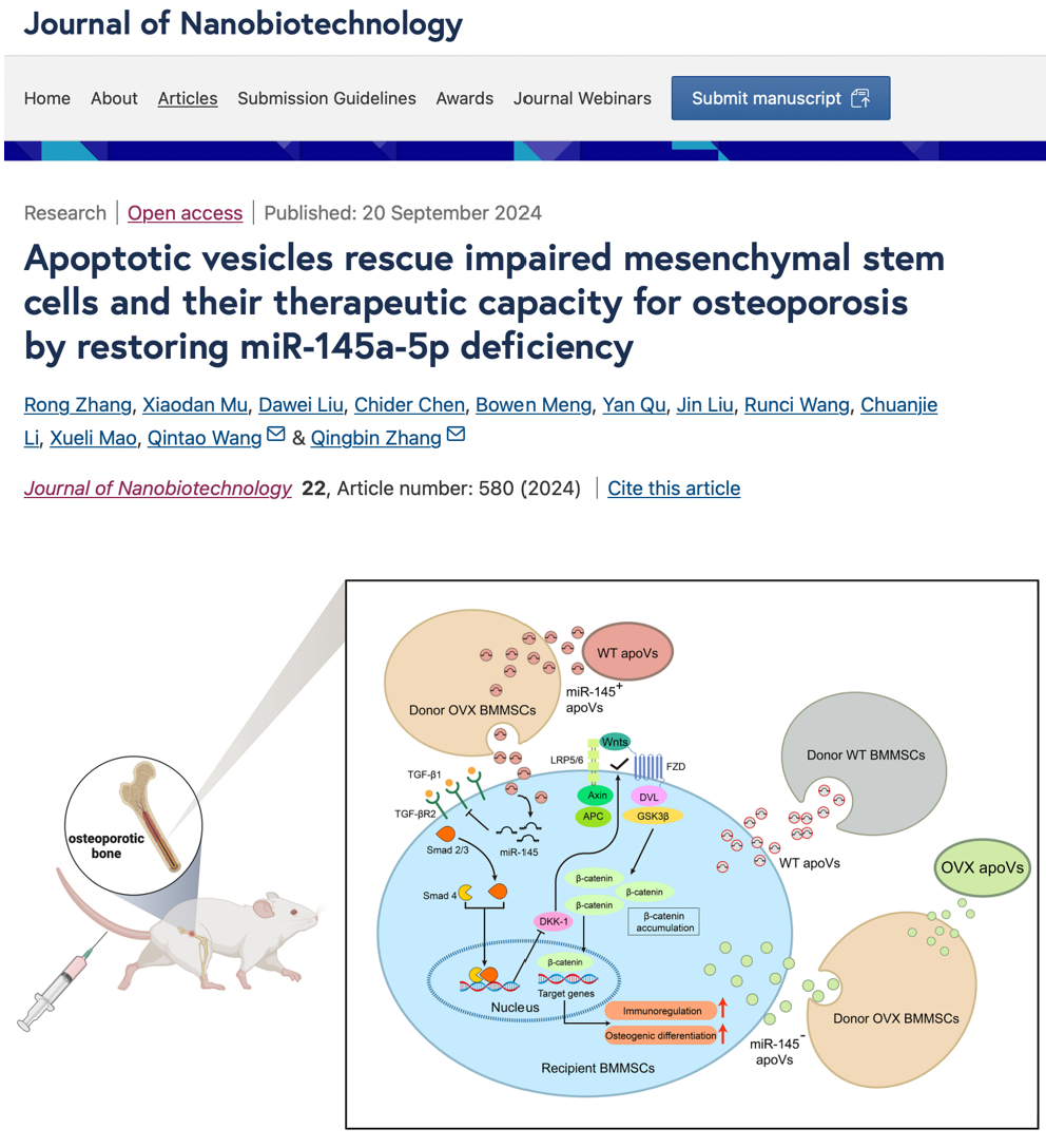 J Nanobiotechnology｜广州医科大学附属口腔医院张清彬/张戎：凋亡小泡通过挽救受损的间充质干细胞并治疗骨质疏松