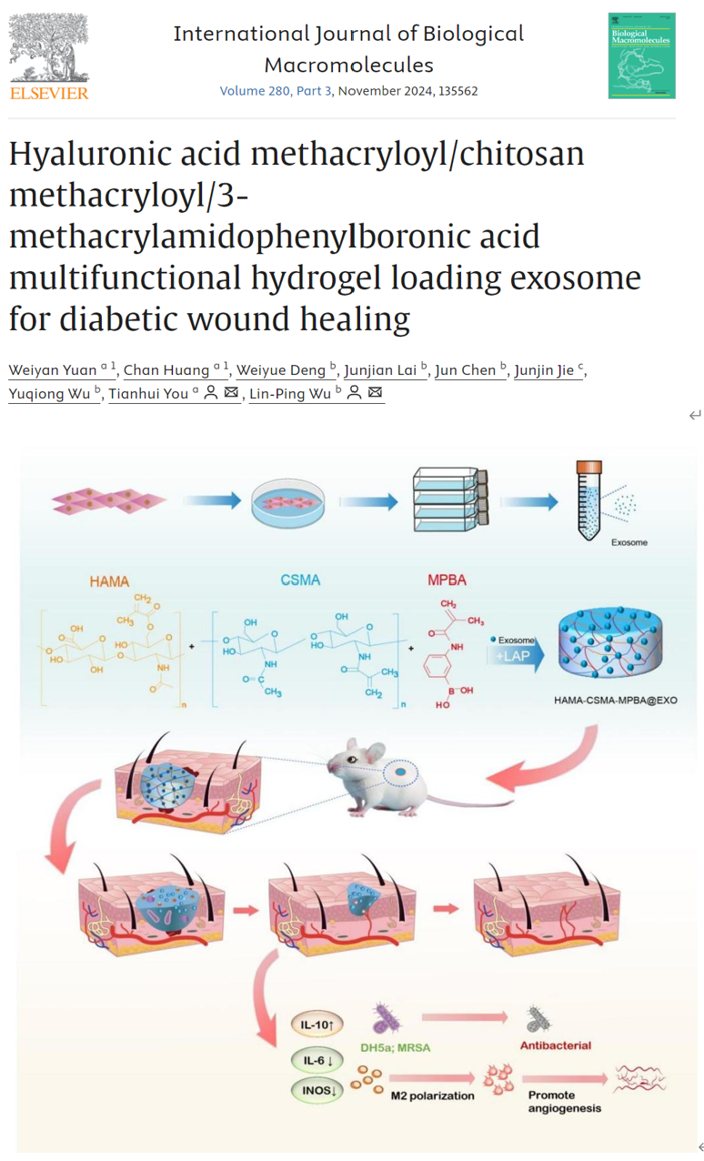 Int. J. Biol. Macromol｜中国科学院广州健康院等在多功能水凝胶控释外泌体加速糖尿病伤口愈合研究中取得进展