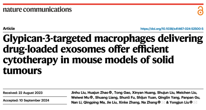 Nat Commun｜山东大学张娜/刘永军：Glypican-3靶向巨噬细胞递送载药外泌体在小鼠实体瘤模型中展现有效的细胞疗法