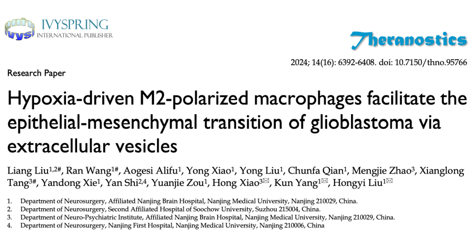 Theranostics｜南京医科大学附属脑科医院刘宏毅团队：乏氧驱动的M2型TAMs通过微囊泡促进胶质母细胞瘤上皮-间质转化