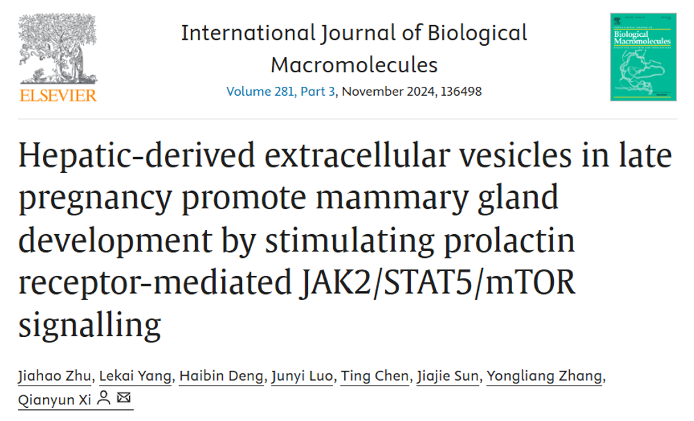 Int J Biol Macromol｜华南农业大学张永亮/习欠云：妊娠后期肝脏来源EV调节催乳素受体介导的信号通路促进乳腺发育