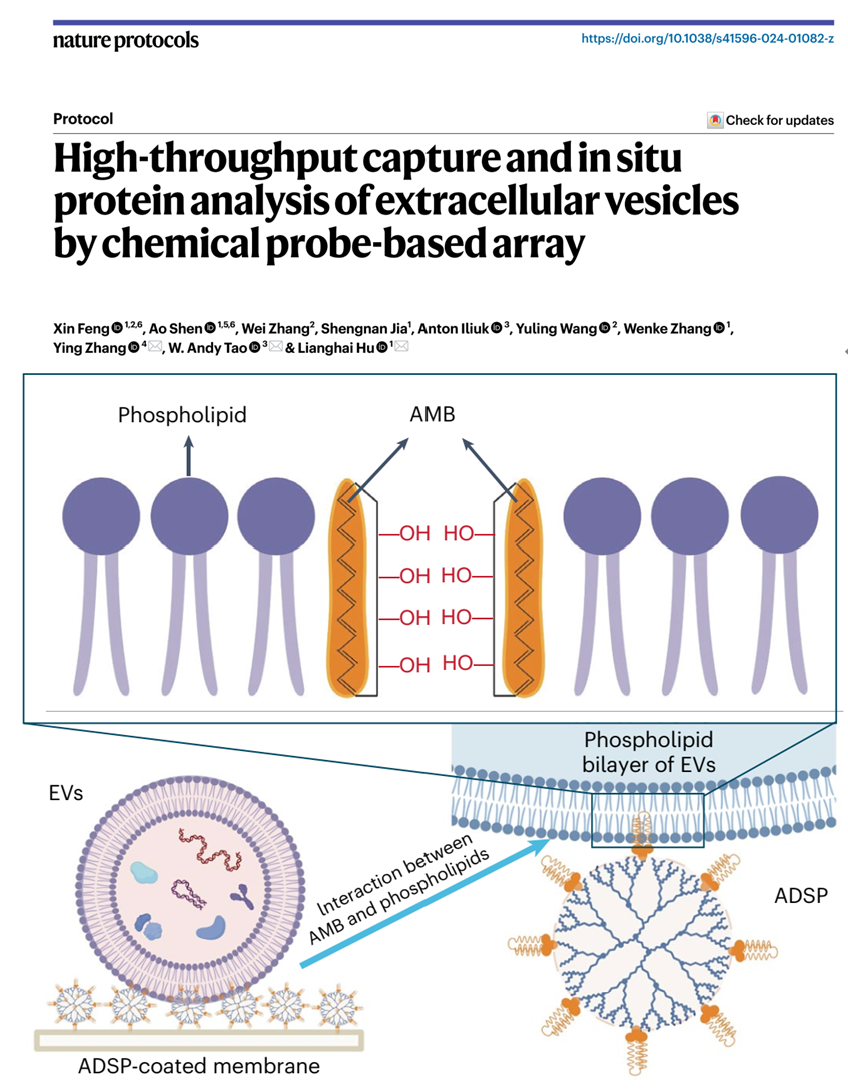 Nature Protocols发表胡良海教授课题组在外泌体研究领域的重要进展