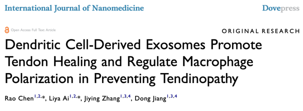 Int J Nanomedicine｜北京大学第三医院江东：树突状细胞来源的外泌体促进肌腱愈合和调节巨噬细胞极化以预防肌腱病