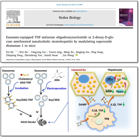 Redox Biol︱空军军医大学西京医院王琳团队：利用外泌体装载TNF反义寡脱氧核苷酸或2脱氧葡萄糖改善非酒精性脂肪性肝炎