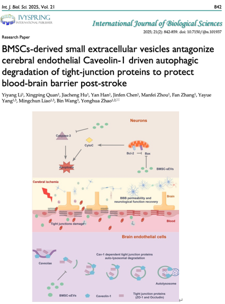 Int J Biol Sci｜澳门大学赵永华：骨髓间充质干细胞衍生的小细胞外囊泡拮抗脑内皮紧密连接蛋白自噬降解保护卒中后血脑屏障