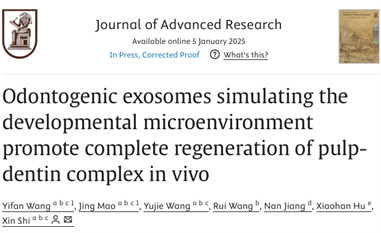 J Adv Res｜华中科技大学同济医学院附属同济医院毛靖/石鑫：模拟发育微环境的成牙外泌体体内促进牙髓-牙本质复合体的完全再生