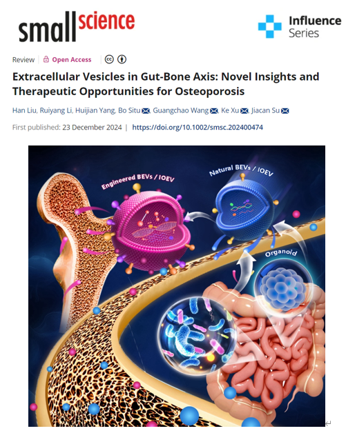 Small Science苏佳灿团队联合司徒博：基于细菌外囊泡与肠道类器官细胞外囊泡的肠骨轴用于骨质疏松症治疗