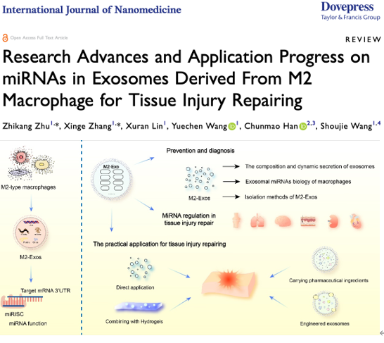 Int J Nanomedicine｜浙大医学院附四院王守界/附二院韩春茂：M2巨噬细胞外泌体在组织损伤修复中的研究及应用进展