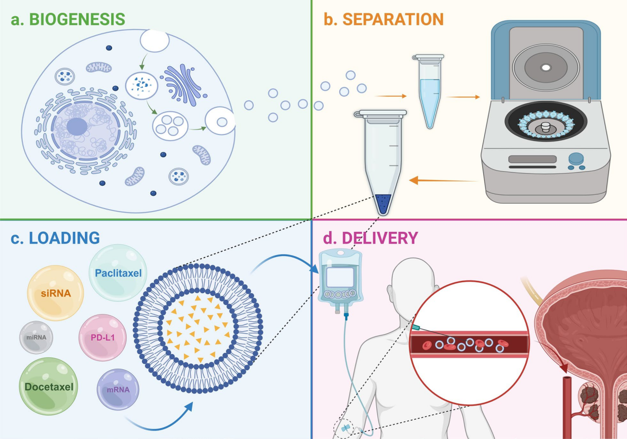 Stem Cell Res Ther｜综述：吉林大学/姜金兰教授/研究员团队：间充质干细胞外泌体载药用于前列腺癌的治疗