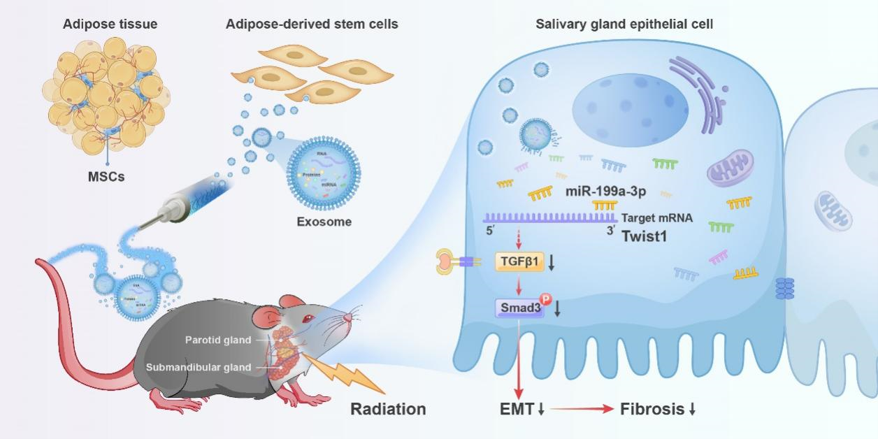 Theranostics | 中山大学光华口腔医院林正梅/苏心韵：人源脂肪干细胞外泌体治疗放射性唾液腺损伤并抑制腺体纤维化