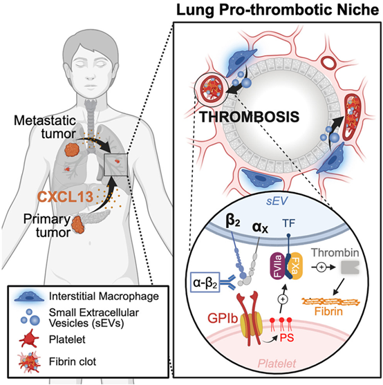 Cell丨细胞外囊泡促发肺癌相关的全身性血栓形成