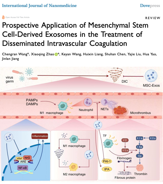 Int J Nanomedicine｜吉林大学/姜金兰教授团队：间充质干细胞来源的外泌体在弥散性血管内凝血治疗中的前瞻性应用