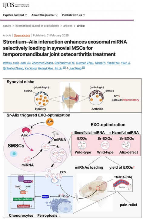 Int J Oral Sci｜锶-Alix 互作优化滑膜间充质干细胞外泌体 miRNA 装载促进颞下颌关节炎有效治疗